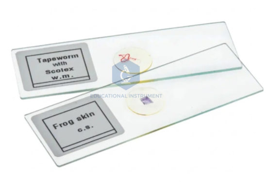 Animal Tissue Slide